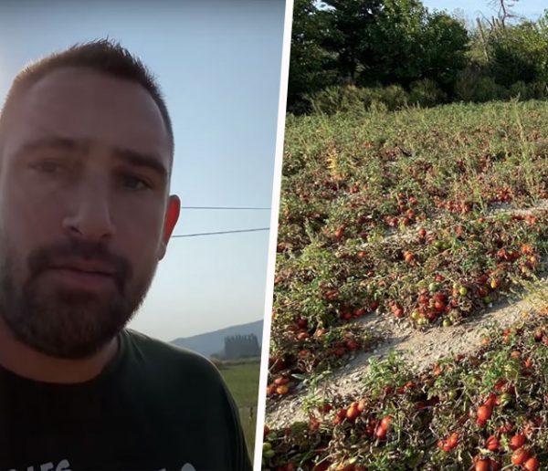 Cet agriculteur a donné 30 tonnes de tomates à des particuliers pour éviter de les jeter