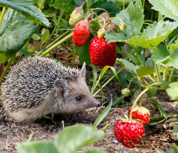 Ces jardiniers recueillent des hérissons pour cultiver leur potager sans pesticide