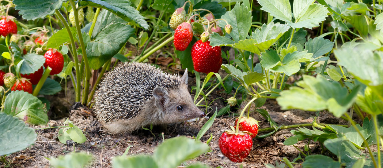 Ces jardiniers recueillent des hérissons pour cultiver leur potager sans pesticide