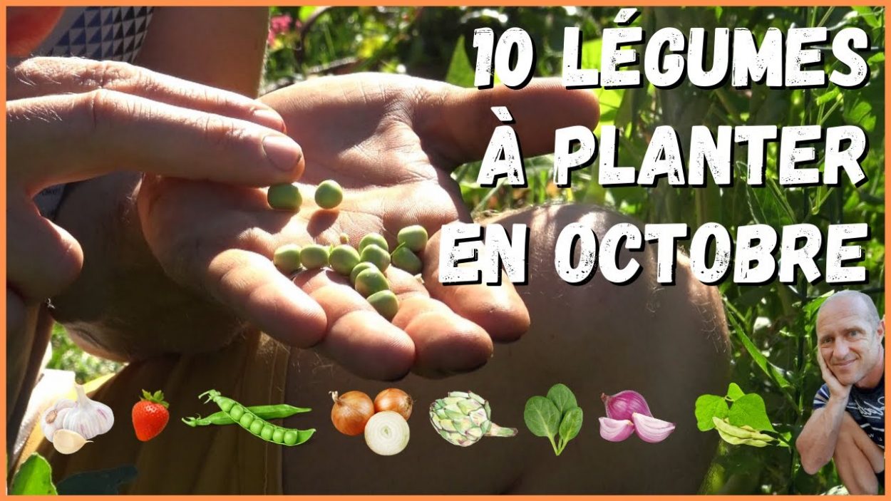 Quels légumes peut-on planter au mois d'octobre ? La réponse en vidéo !