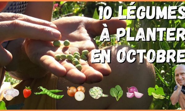 Quels légumes peut-on planter au mois d'octobre ? La réponse en vidéo !