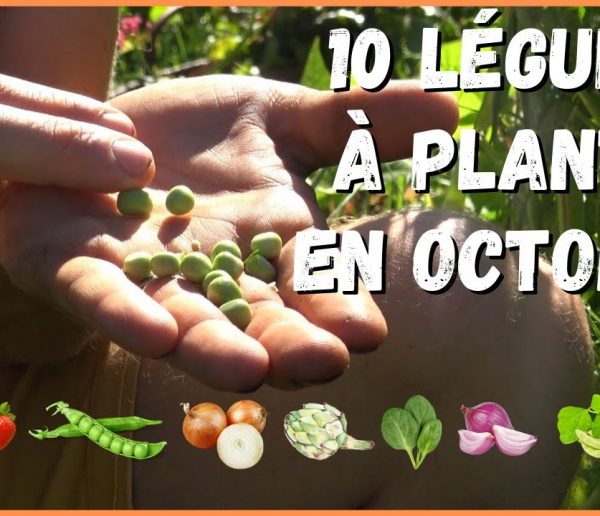 Quels légumes peut-on planter au mois d'octobre ? La réponse en vidéo !