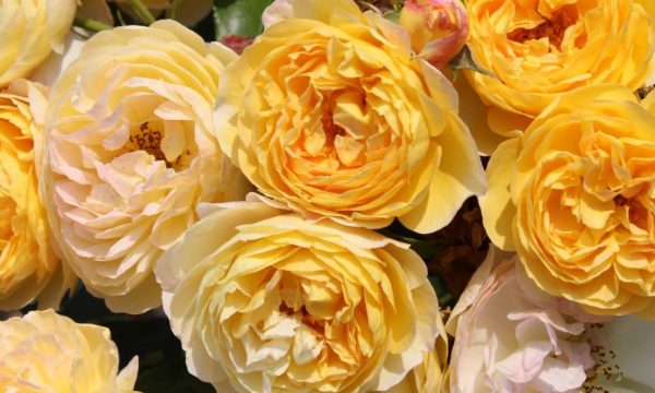 La rose de l'année est française ! Son créateur raconte comment elle est née