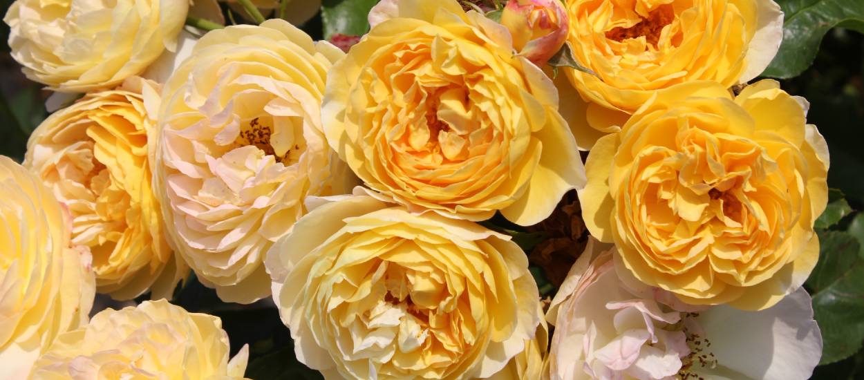 La rose de l'année est française ! Son créateur raconte comment elle est née