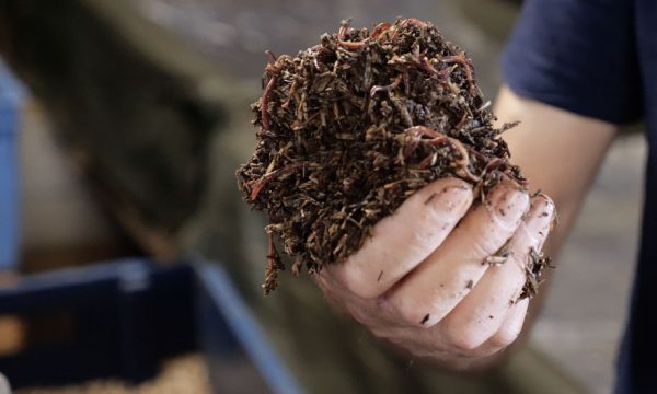 On a visité une ferme lombricole, une ferme où l'on élève les vers de terre !