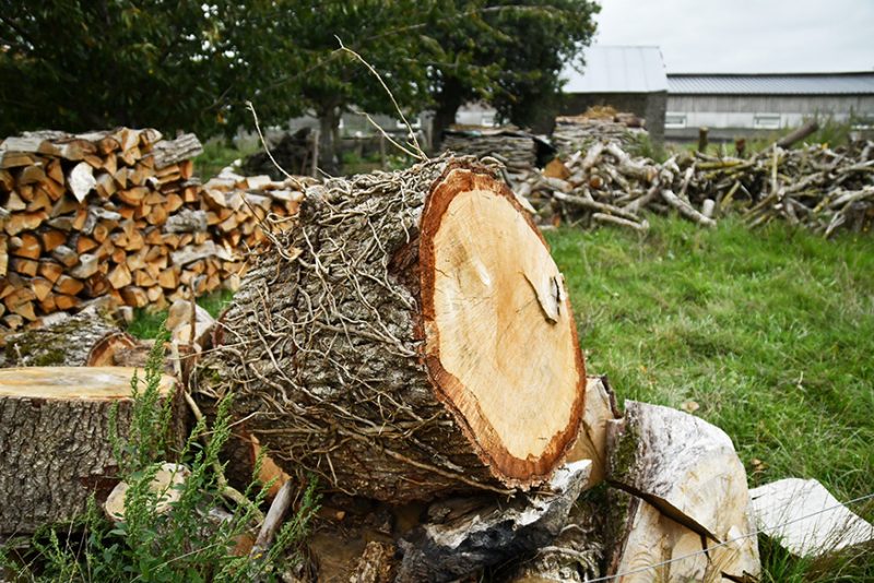 DIY : comment transformer en déco un rondin de bois