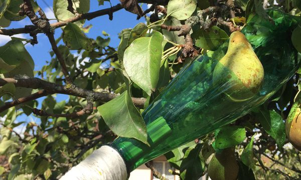 Fabriquez une perche cueille-fruits avec des matériaux de récup'