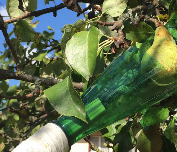 Fabriquez une perche cueille-fruits avec des matériaux de récup'