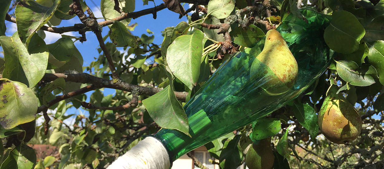 Fabriquez une perche cueille-fruits avec des matériaux de récup'