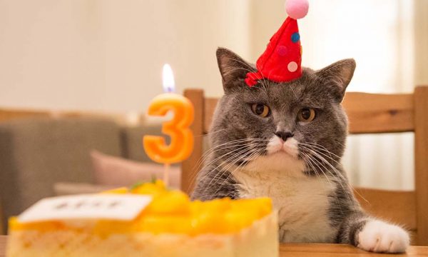 Voici la to-do list à suivre pour organiser l'anniversaire de votre chat