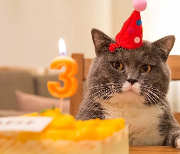 Voici la to-do list à suivre pour organiser l'anniversaire de votre chat