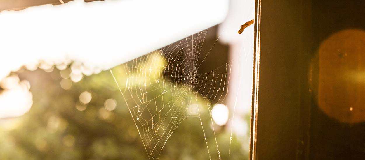 Voici 6 des espèces d'araignées qui vivent dans nos maisons (inoffensives pour l'humain)