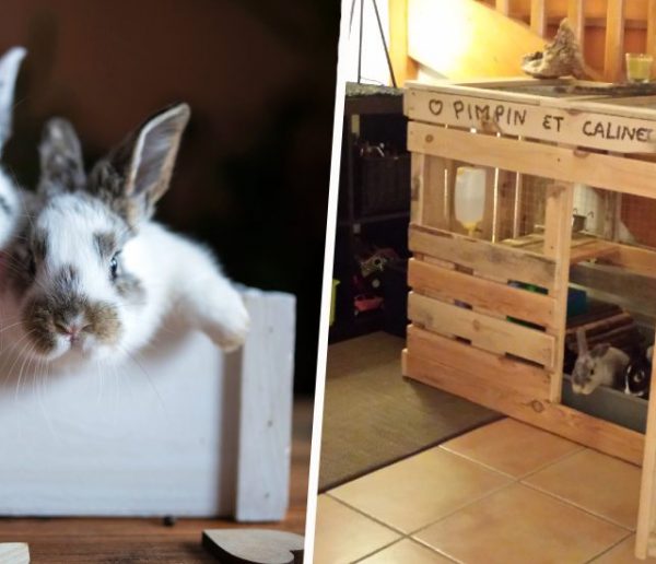 10 idées pour fabriquer une cage ou un enclos confortable pour votre lapin