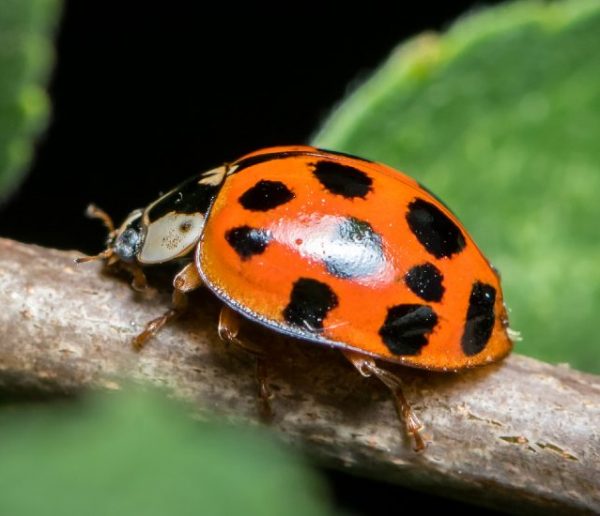 Que faire si votre maison est envahie de coccinelles ?