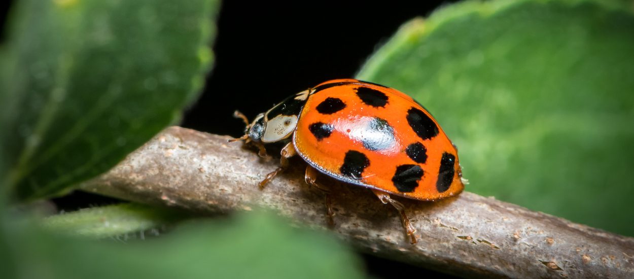 Les Coccinelles Asiatiques