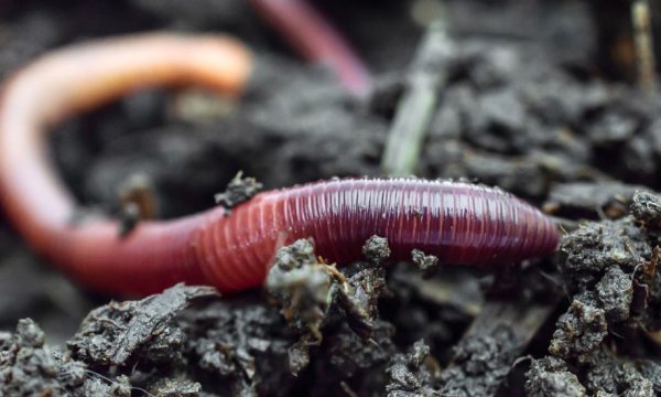 Tuto : fabriquez un aspirateur à insectes pour les observer, sans les tuer !