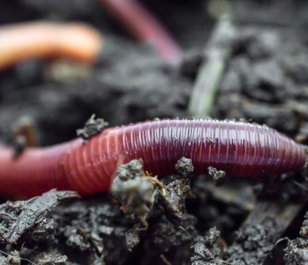 Tuto : fabriquez un aspirateur à insectes pour les observer, sans les tuer !