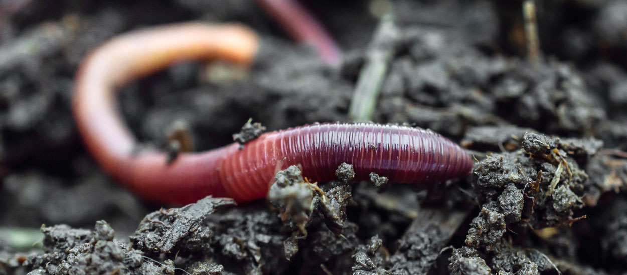 Tuto : fabriquez un aspirateur à insectes pour les observer, sans les tuer !