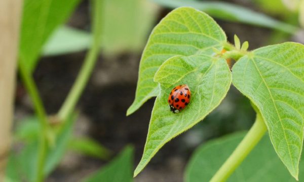 Comment jardiner avec l'aide des insectes ?