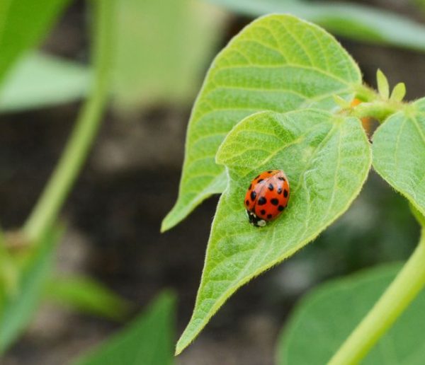 Comment jardiner avec l'aide des insectes ?