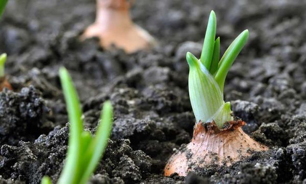 Quels légumes planter pendant le confinement de novembre ?