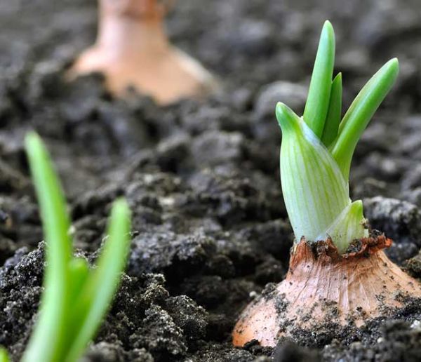 Quels légumes planter pendant le confinement de novembre ?