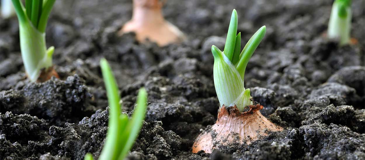 Quels légumes planter pendant le confinement de novembre ?