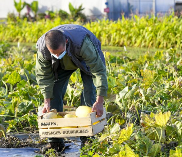 À Nantes, les fleurs de la ville ont été remplacées par des légumes pour faire face à la précarité alimentaire