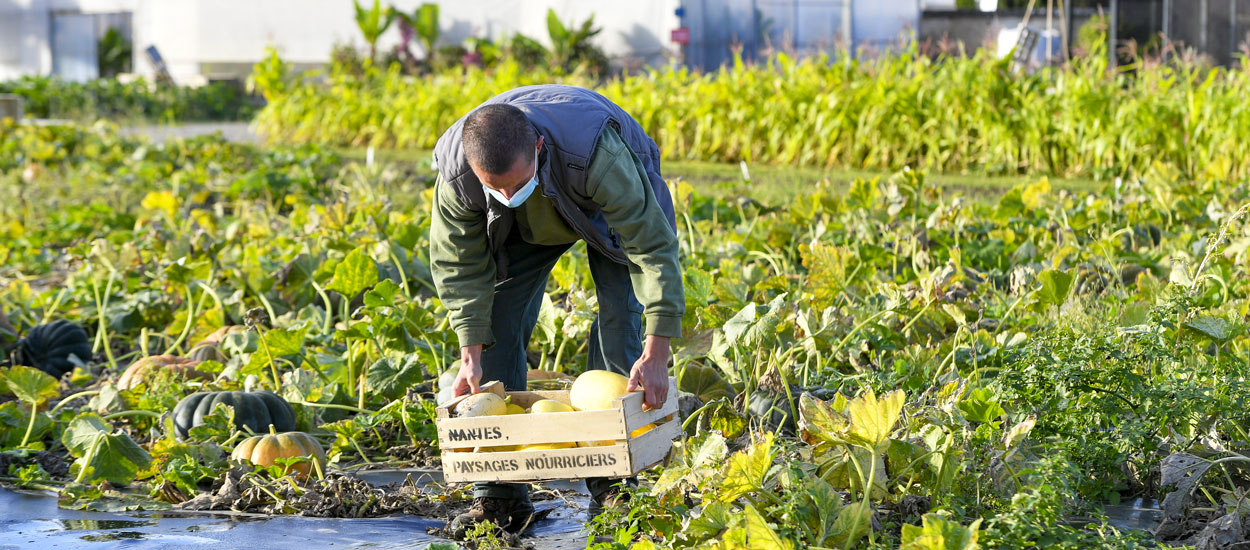 À Nantes, les fleurs de la ville ont été remplacées par des légumes pour faire face à la précarité alimentaire