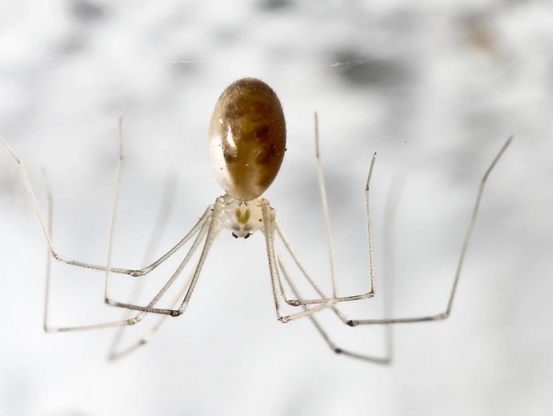 Quelles sont les araignées que l