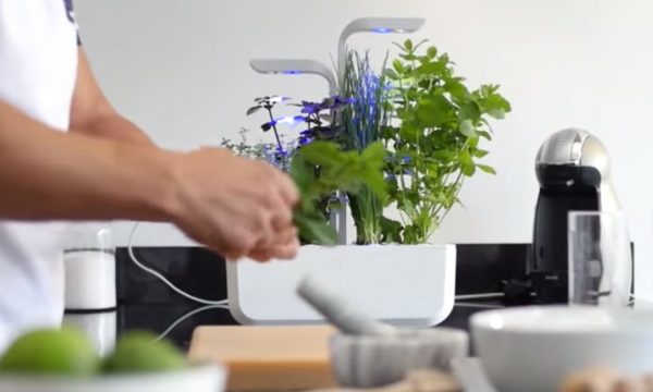 Pas besoin d'avoir la main verte pour cultiver vos légumes avec ce potager d'intérieur