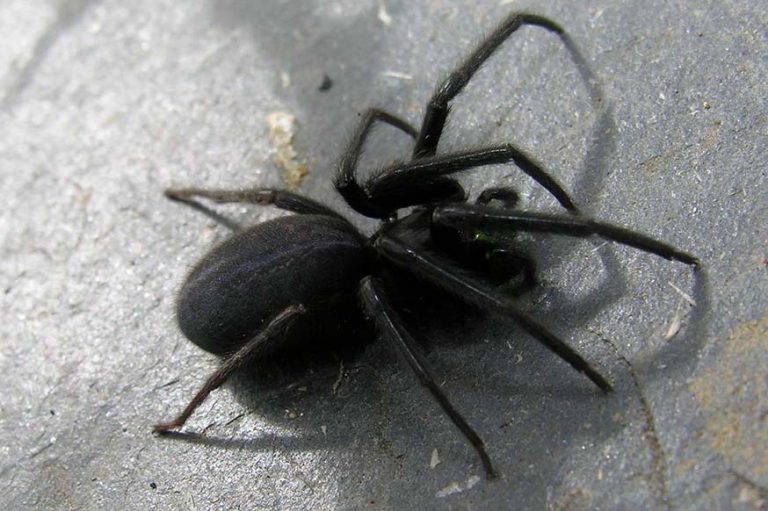 Quelles sont les araignées que l