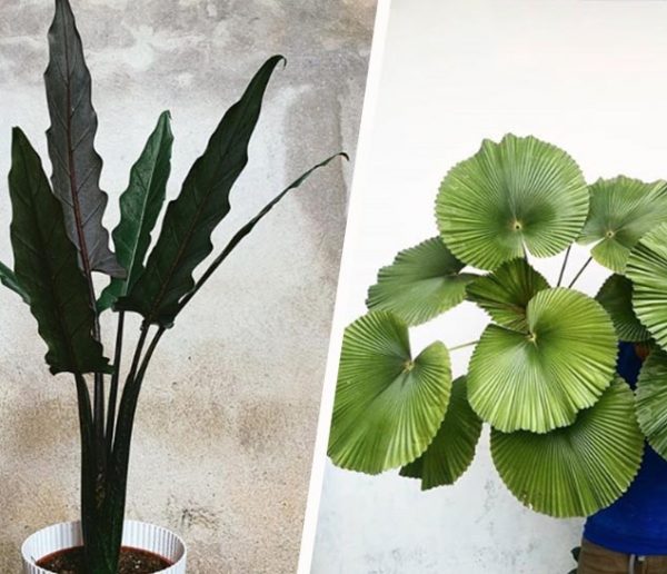 Voici les 6 plantes d'intérieur à adopter pour être tendance cet hiver