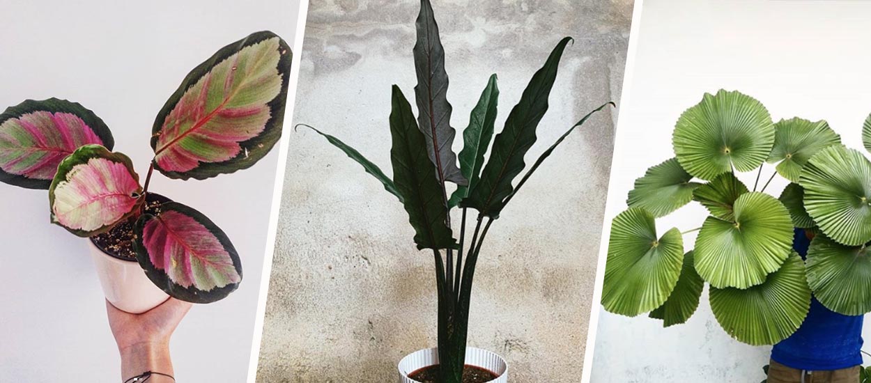 Voici les 6 plantes d'intérieur à adopter pour être tendance cet hiver