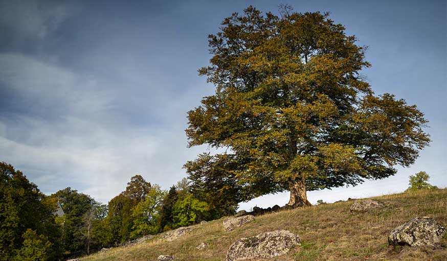 Où se trouvent les 3 plus beaux arbres de France ?