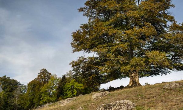 Découvrez les plus beaux arbres de France (et votez pour votre préféré)