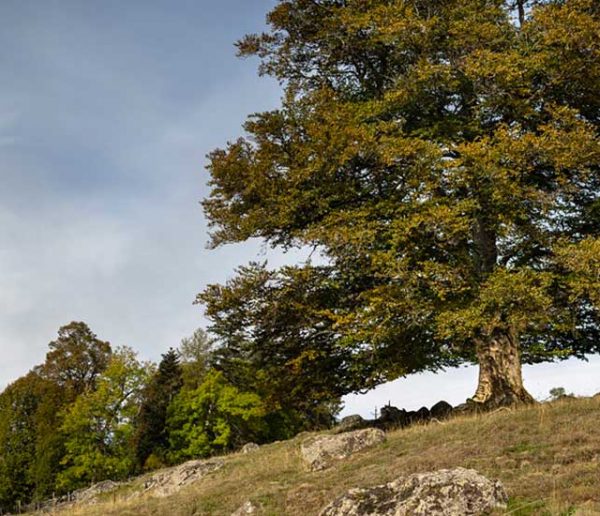 Découvrez les plus beaux arbres de France (et votez pour votre préféré)