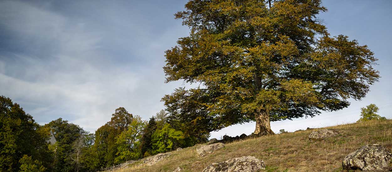 arbre de france