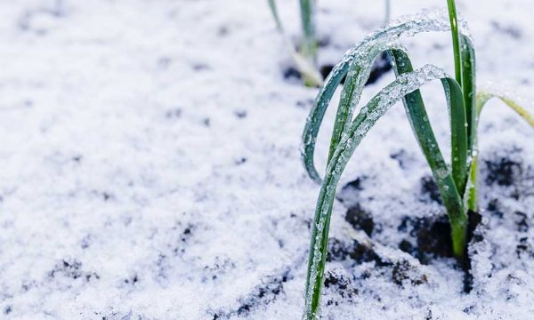 Comment aider vos légumes vivaces à passer l'hiver ?