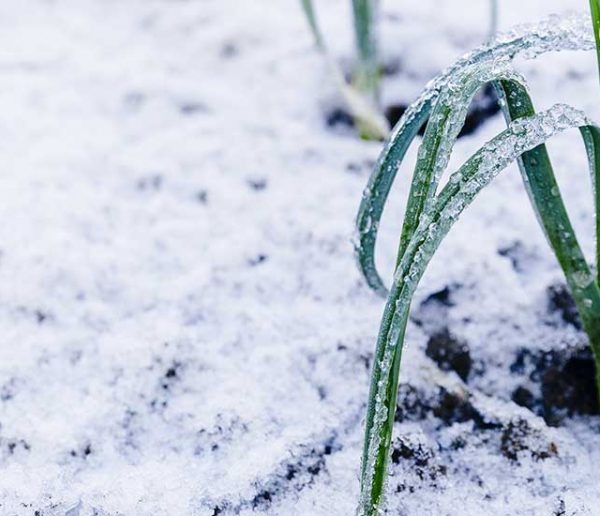 Comment aider vos légumes vivaces à passer l'hiver ?