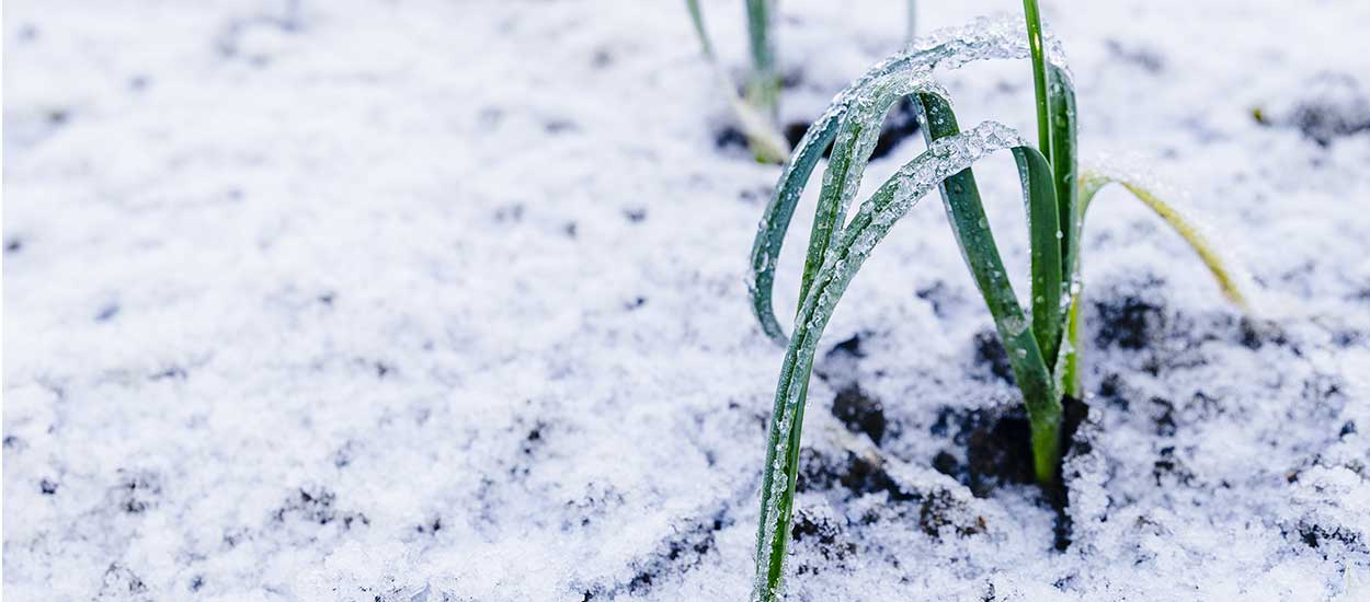 Comment aider vos légumes vivaces à passer l'hiver ?