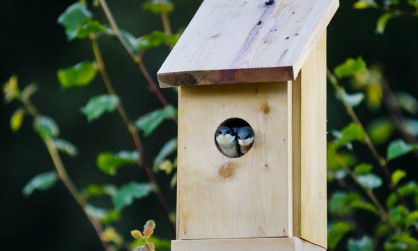 Tout ce que vous devez savoir pour installer correctement un nichoir et vraiment aider les oiseaux