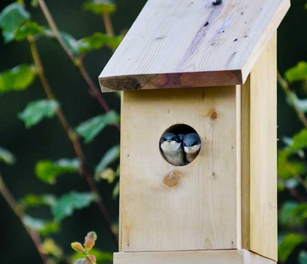 Whaline Lot de 2 nichoirs à oiseaux à construire et à peindre avec