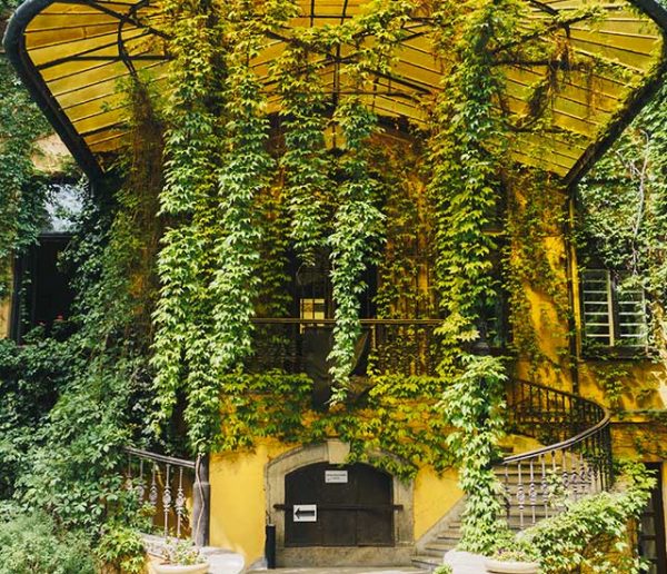 Le lierre est-il vraiment mauvais pour les murs des maisons ?