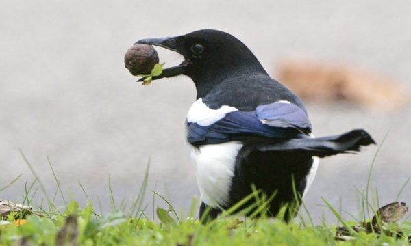 Cette invention apprend aux oiseaux à ramasser des déchets contre de la nourriture