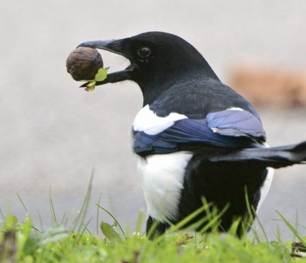 Cette invention apprend aux oiseaux à ramasser des déchets contre de la nourriture