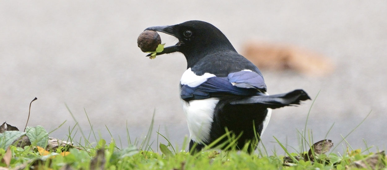 Cette invention apprend aux oiseaux à ramasser des déchets contre de la nourriture