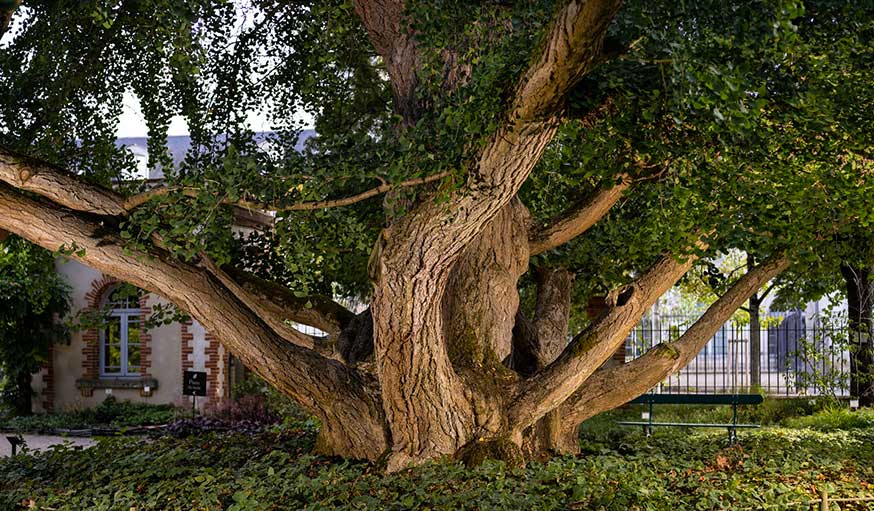 LE CALENDRIER : LES PLUS BEAUX ARBRES DE France