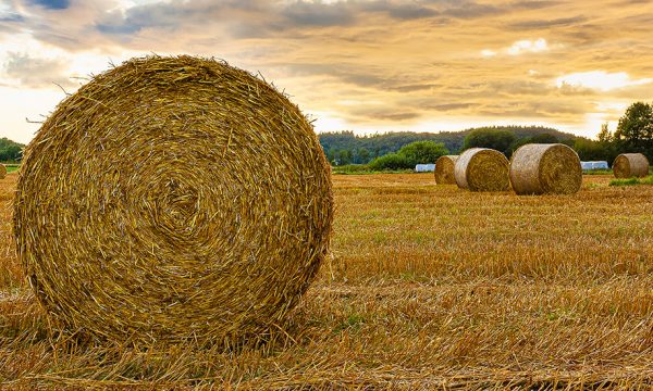 5 bonnes raisons d'utiliser la paille comme isolant pour sa maison