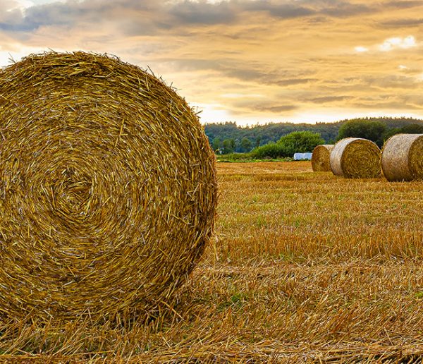 5 bonnes raisons d'utiliser la paille comme isolant pour sa maison